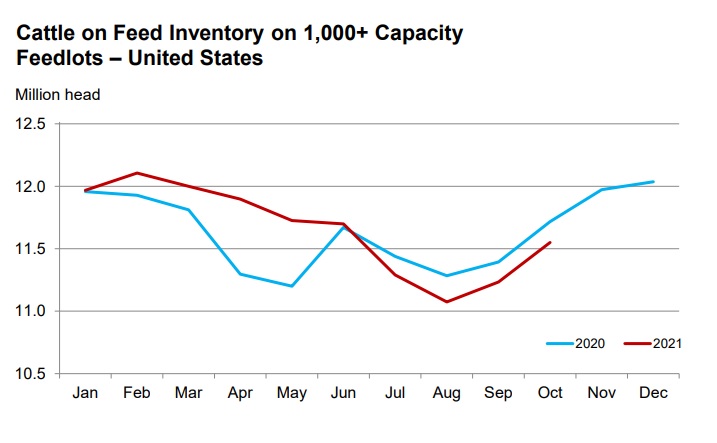 cattle_on_feed_october_2021