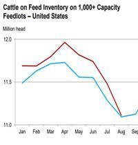 cattle on feed graphic
